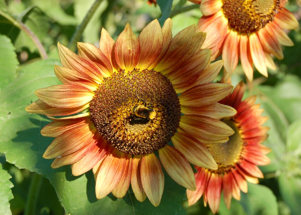 Yellow flower summer