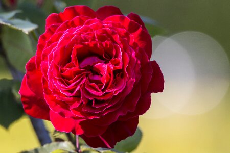 Rosa flower spring photo