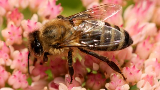 Honeybee