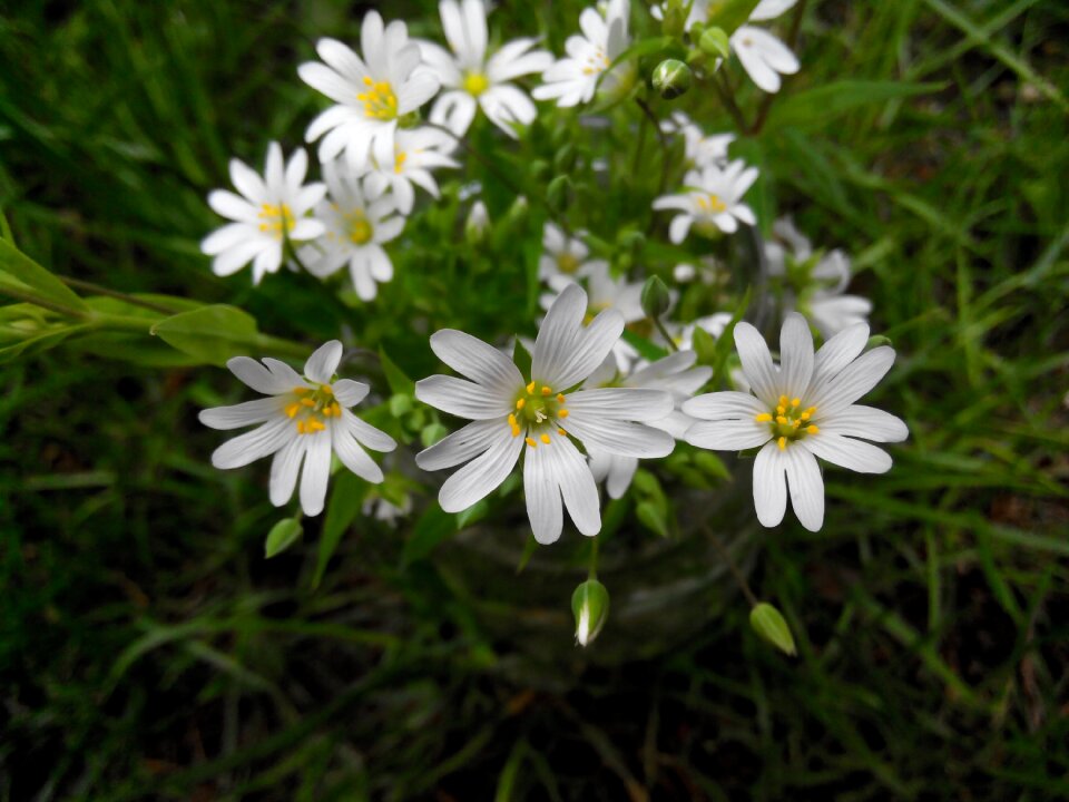 Nature flowers plant