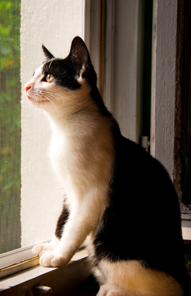 Black and white cat domestic cat black