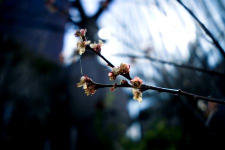 Ginza, Tokyo, 22th Feb