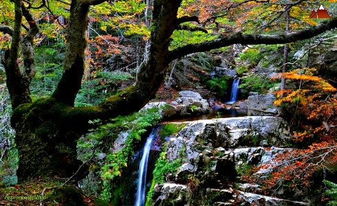 Foliage in Aspromonte - Calabria photo