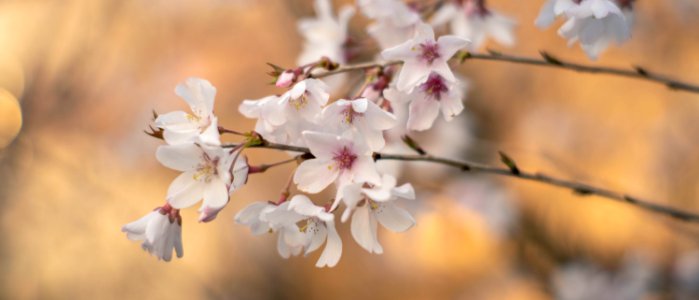 Cherry Blossoms 2020