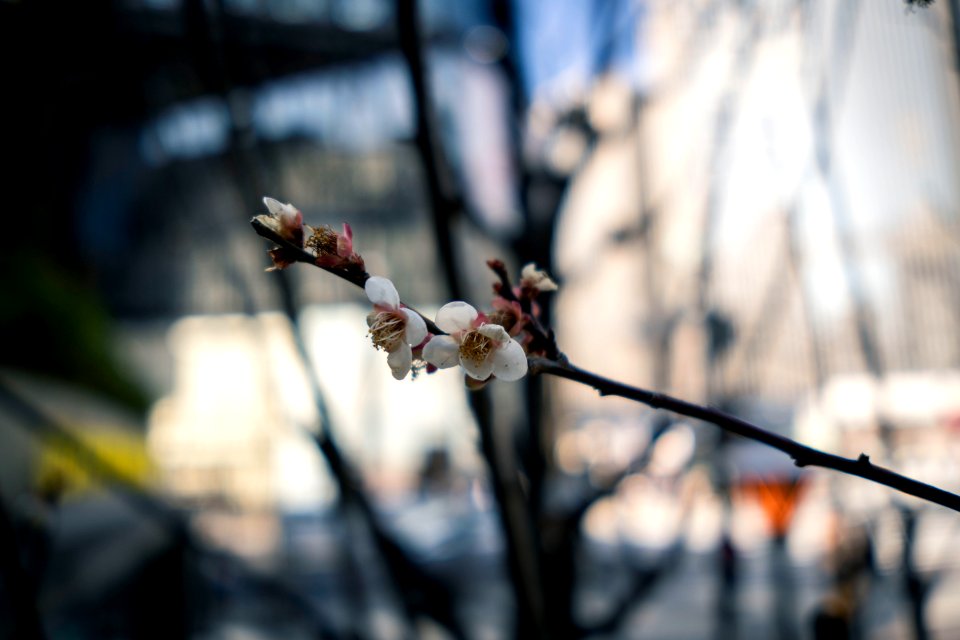Ginza, Tokyo, 22th Feb