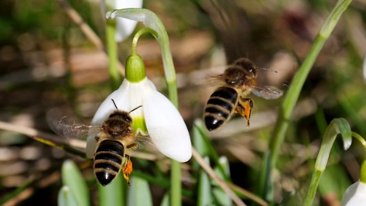 Biene an Schneeglöckchen 1