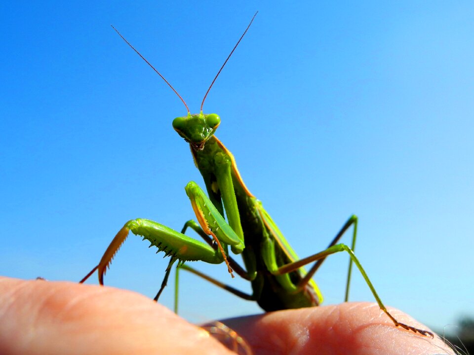 Praying insect green