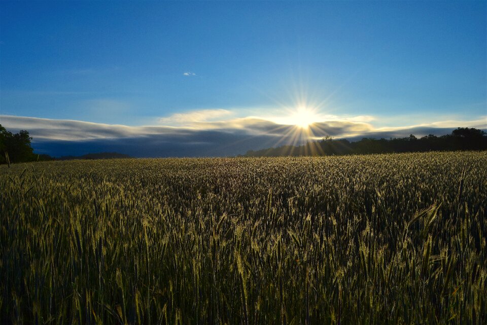 Meadow nature landscape