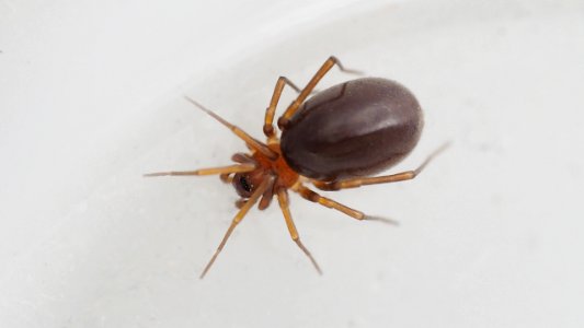 Zodarion italicum