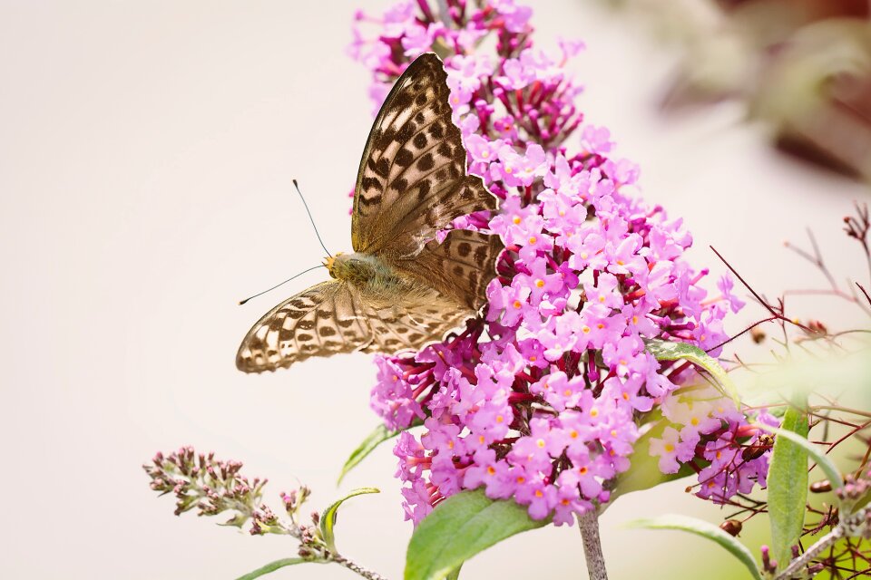 Insect flight insect animal