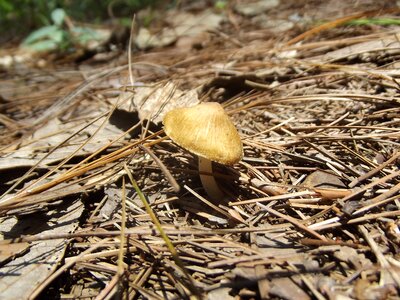 Autumn garden wild
