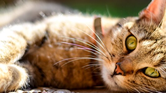 Pet mieze young cat