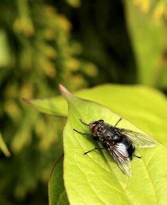 Bow tie macro wings