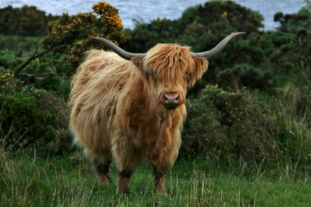 Cow highland nature photo