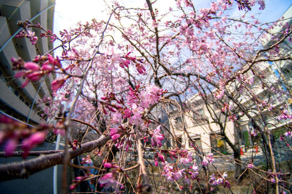 Cherry Blossoms 2020