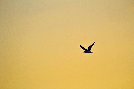 Gull in flight sky flying photo