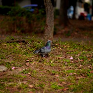 7th Nov, Mizonokuchi