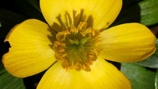 Gelbe Blüte Staubgefäße