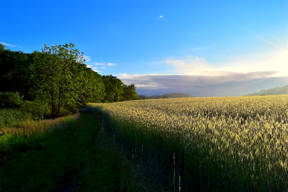 Meadow nature tree photo