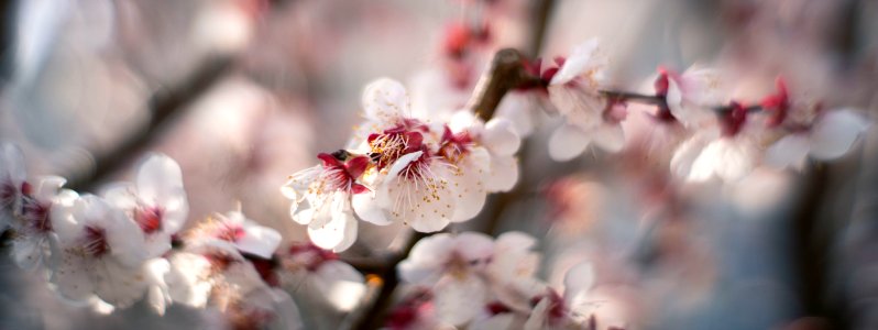 Early spring flowers