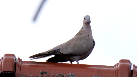 Die sprichwörtliche (Türken-)"Taube auf dem Dach"