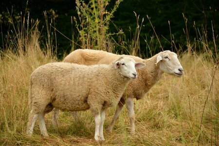 Wool agriculture cattle breeding