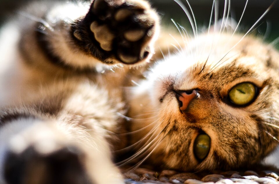 Pet mieze young cat