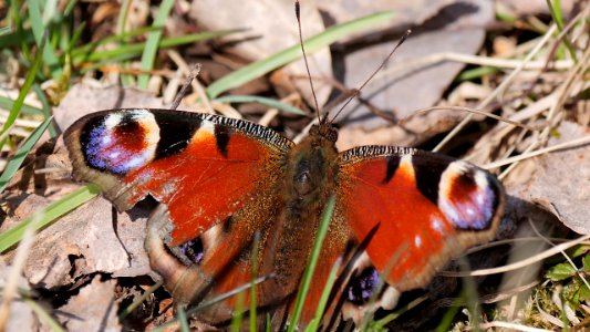 Inachis io (Tagpfauenauge) 3