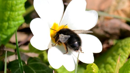 cf. Anthophora plumipes (schwarze Variante der  Gemeinen Pelzbiene) 1