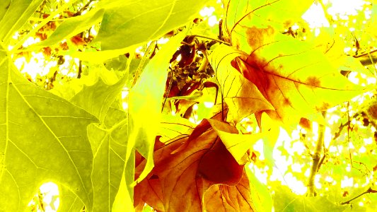 A principios de Otoño