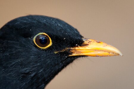 Blackbird bird males photo