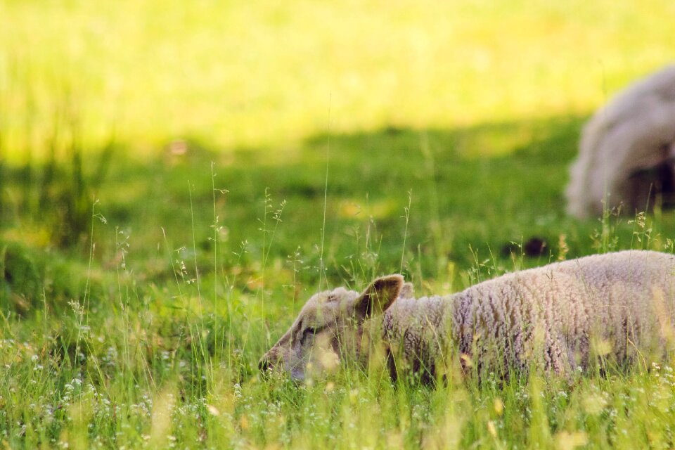 Animal countryside field