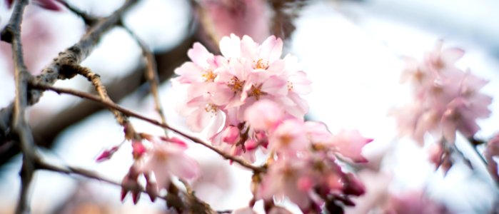 Cherry Blossoms 2020