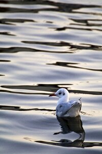 Waterfowl white möve seemoeve photo