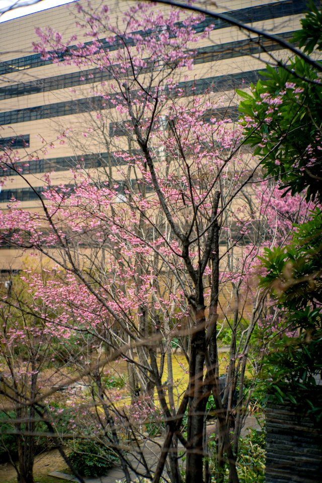 Akasaka Tokyo, 26th Feb