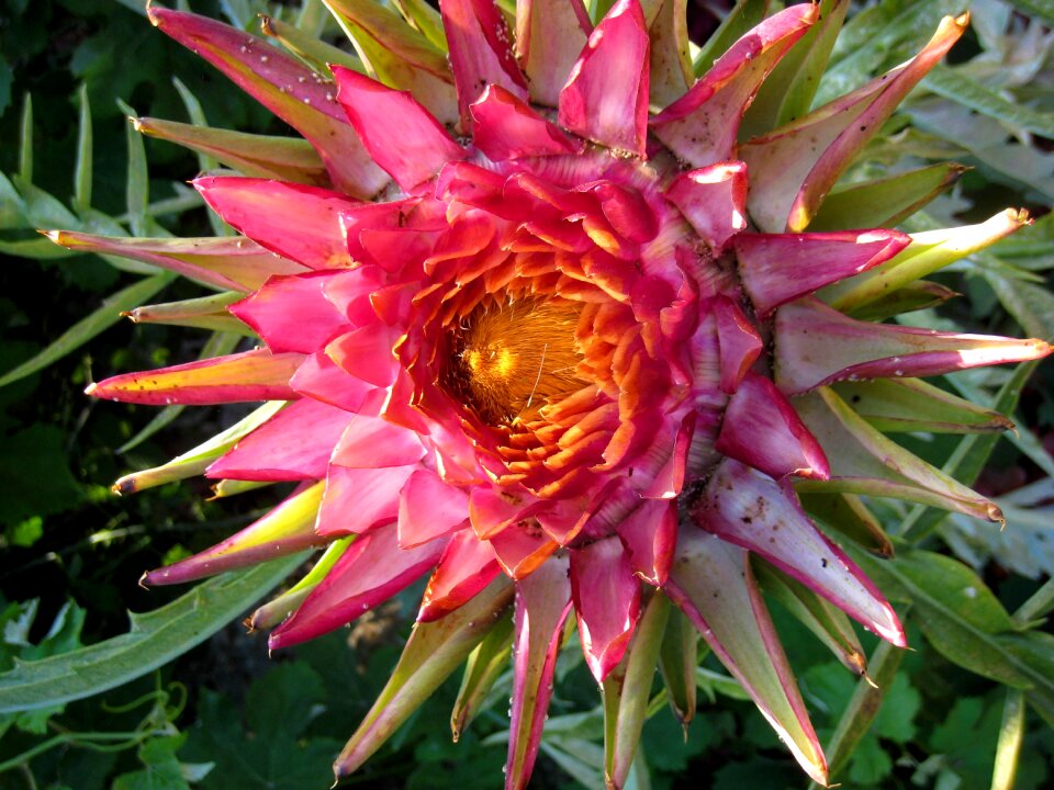 Nature bright close up