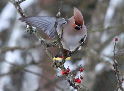 A waxwing shows its red feathertips photo