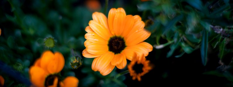 Early spring flowers