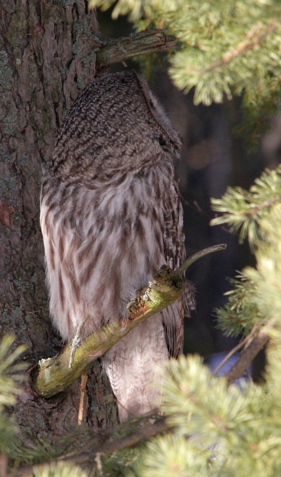Looking and listening