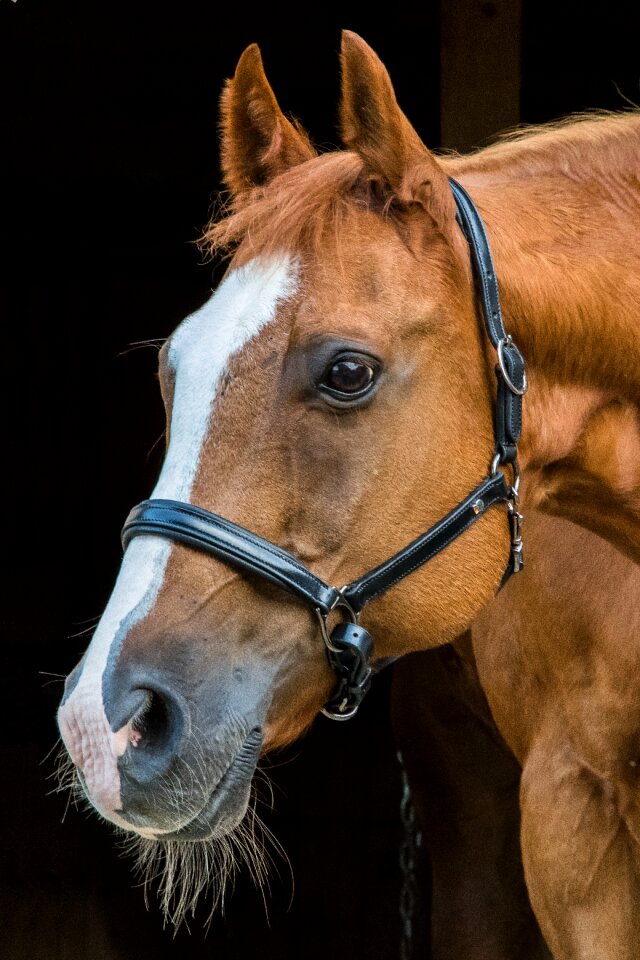 Brown horse head pferdeportrait