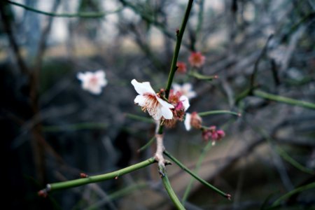 Plum Blossoms