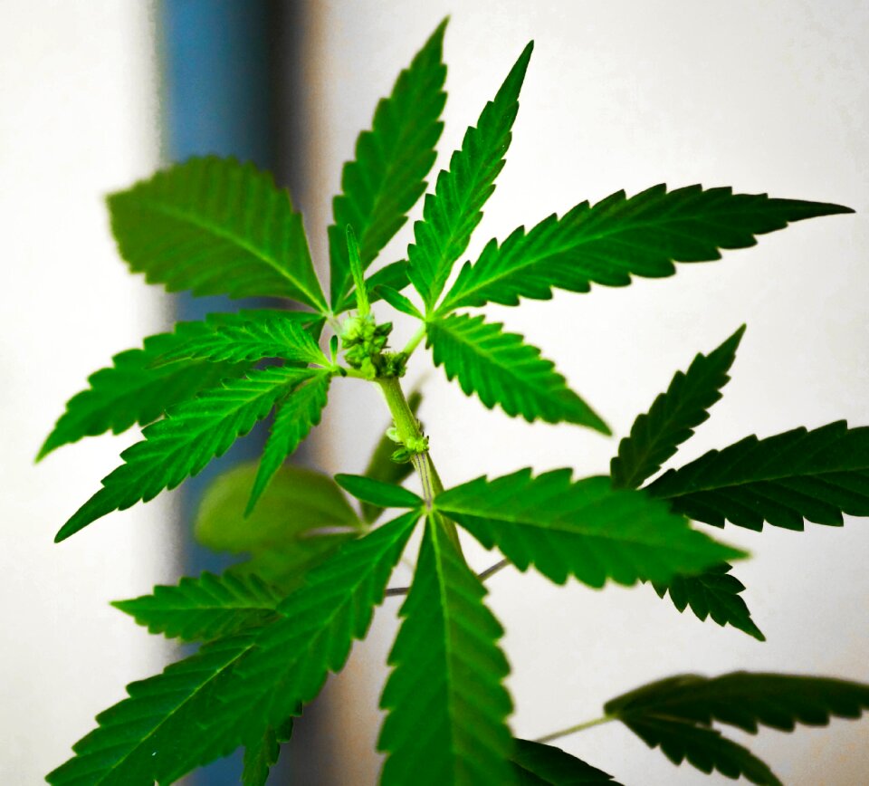 Natural marijuana plant