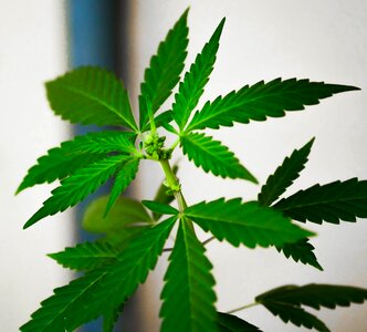 Natural marijuana plant photo