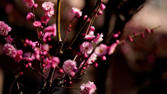 Mizonokuchi, 6th Feb
