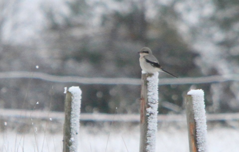 A Great Grey Shrike