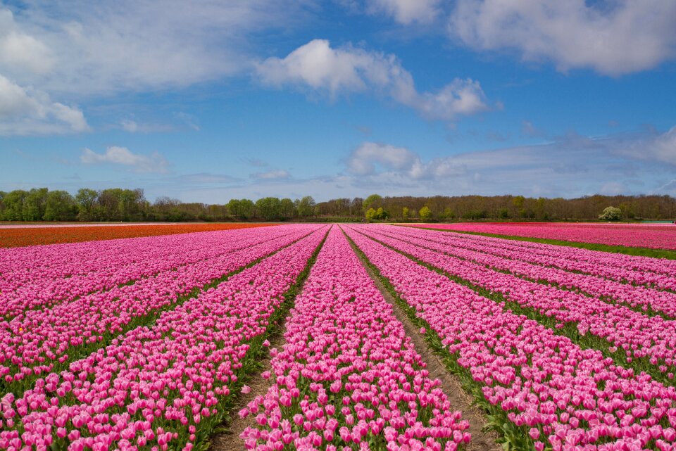 Field spring flower