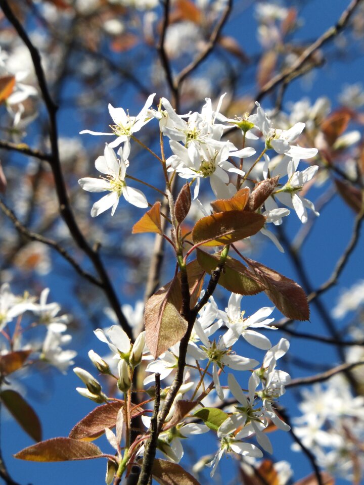 Flower white foliage bronze spring
