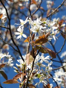 Flower white foliage bronze spring
