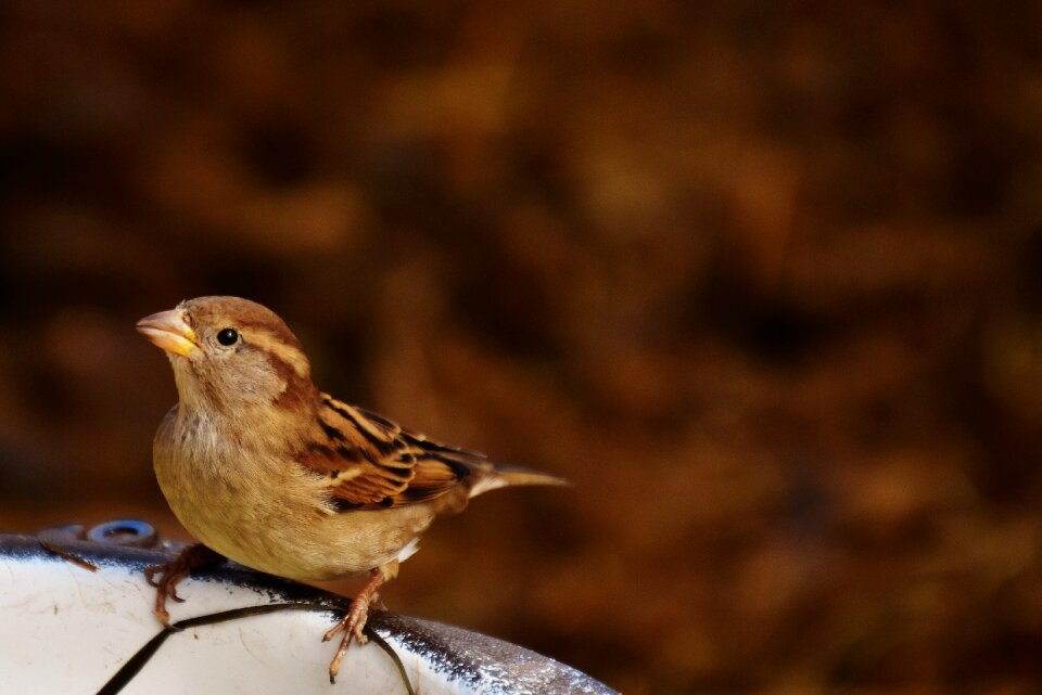 Nature animal close up