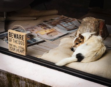 Beware Of The Dog